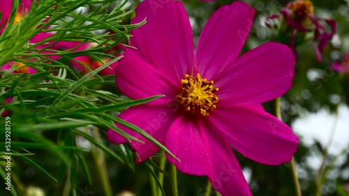 bright colored flowers
