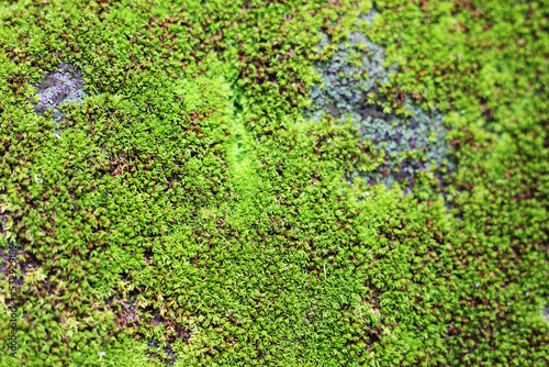 Moss on the stone background