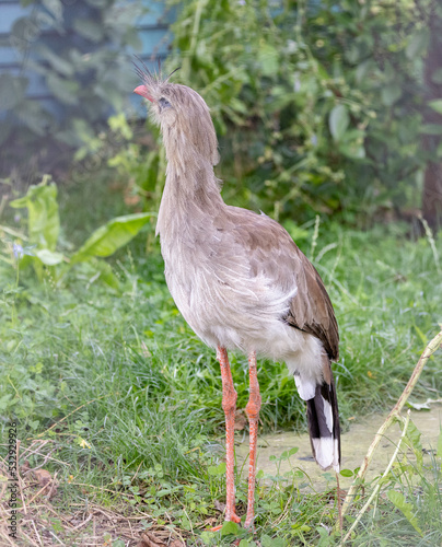 (CARIAMA CRISTATA),The red-bellied seriema is a bird of prey in the seriema family and the only species in the genus Cariama.Here in Odense zoo,Scandinavia,Europe photo