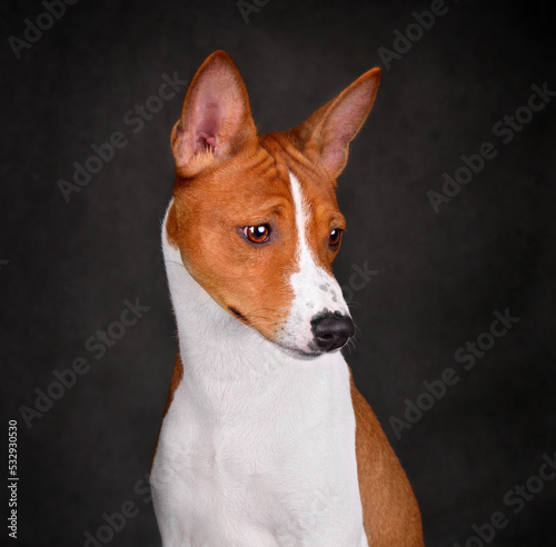 Fototapeta Naklejka Na Ścianę i Meble -  Adorable brown and white basenji dog