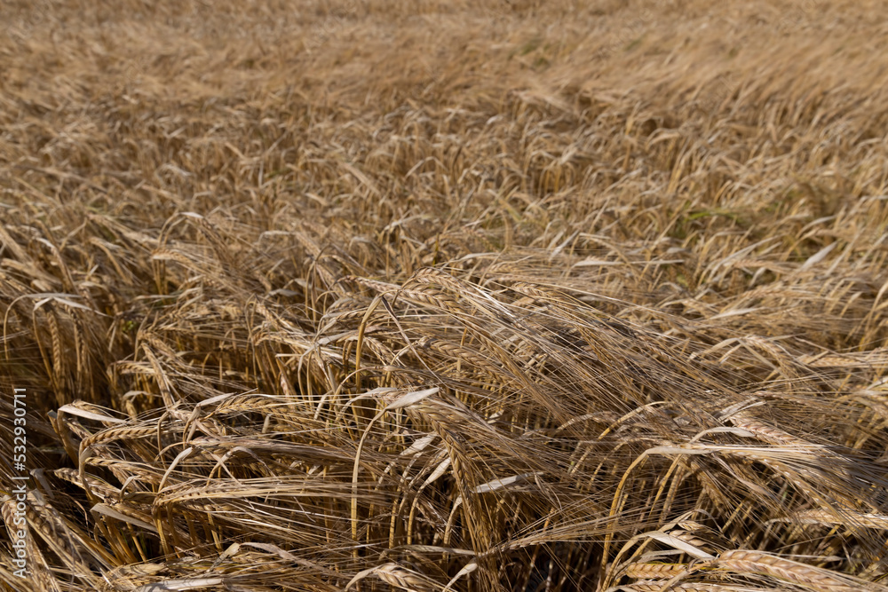 An agricultural field where wheat is grown An agricultural field where wheat is grown