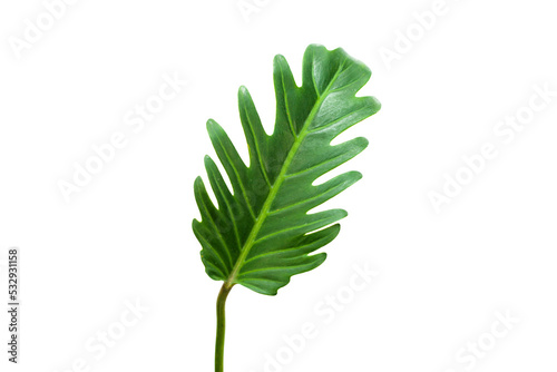 Beautiful tropical leaf isolated on white background, Flat lay