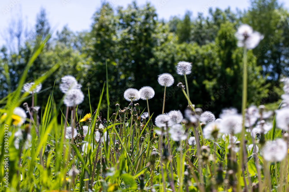 A field with a large number of dandelions in the summer A field with a large number of dandelions in the summer