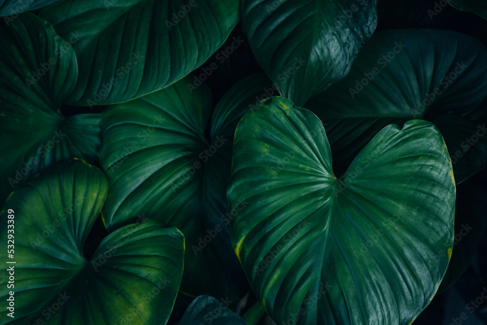 Fototapeta premium closeup nature view of tropical leaves background, dark nature concept