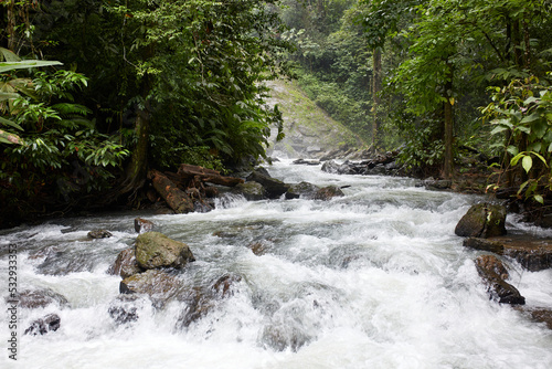 A stream in the middle of the leafy vegetation of the Corcovado national park, Costa Rica photo