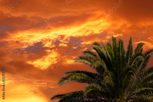 オレンジの日の出を背景にフェニックスの木
