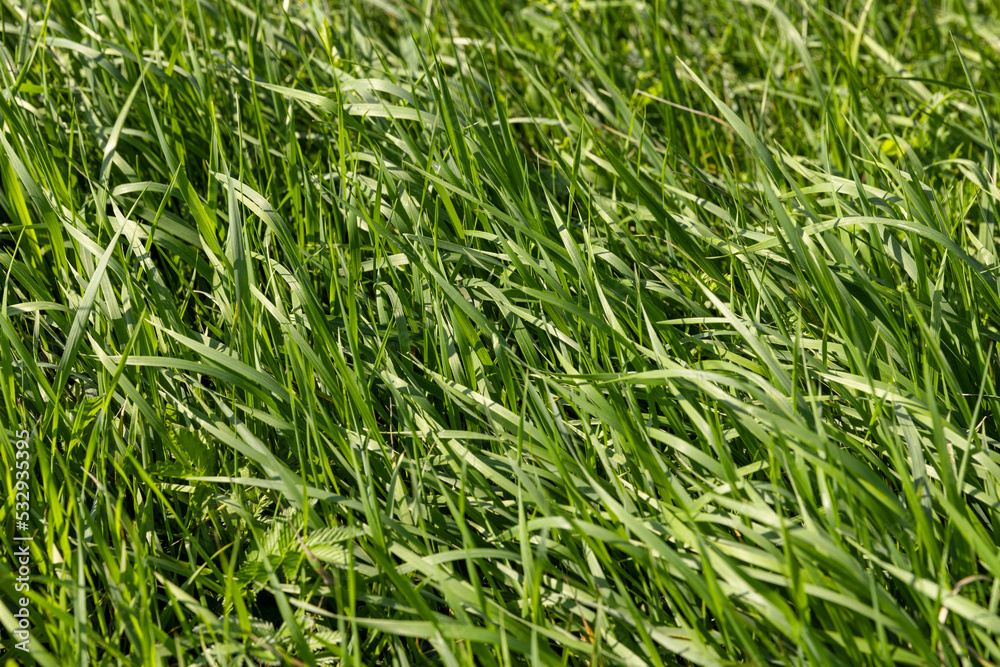 Green repeatedly mown grass in the meadow Green repeatedly mown grass in the meadow