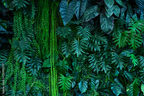 Fototapeta Naklejka Na Ścianę i Meble -  Full Frame of Green Leaves Pattern Background, Nature Lush Foliage Leaf Texture, tropical leaf