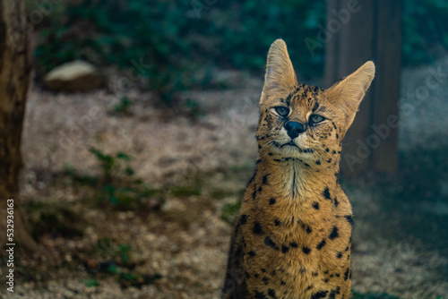 Canvas Print Serval: a wild cat with big ears and green eyes