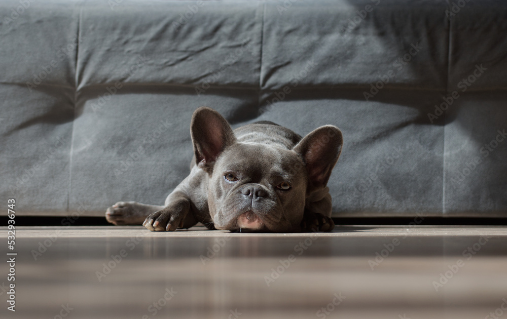 French bulldog - dog - obrazy, fototapety, plakaty 