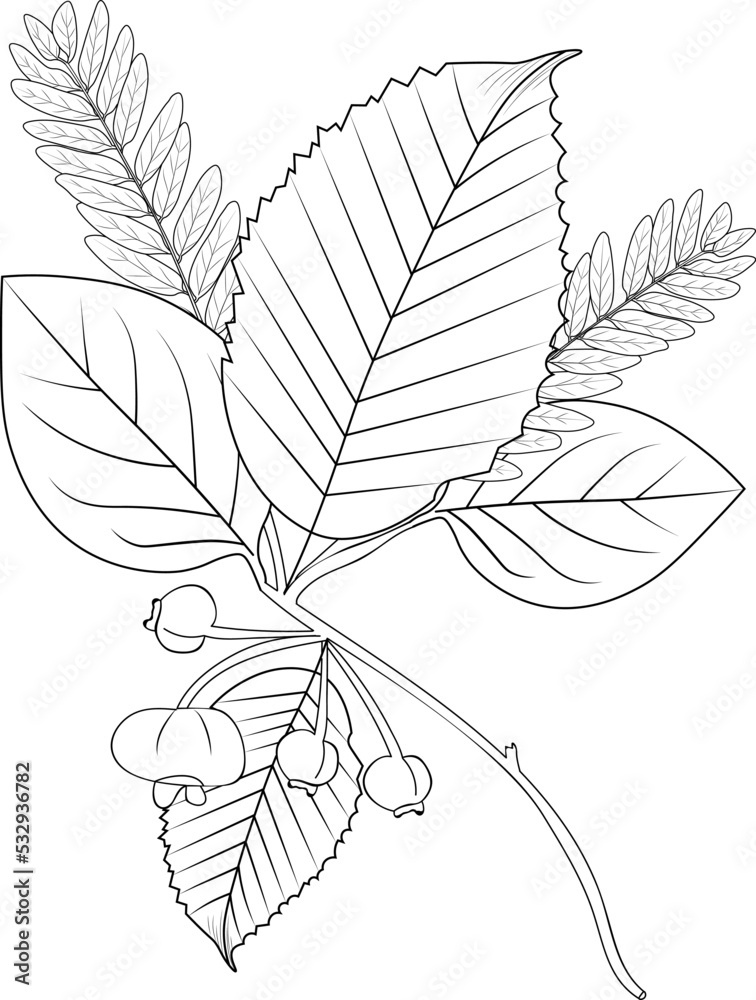 Autumn falling hand drawn branch of tree vector sketch illustration botanical leaves collection engrave ink art coloring page and book isolated on white background clip art