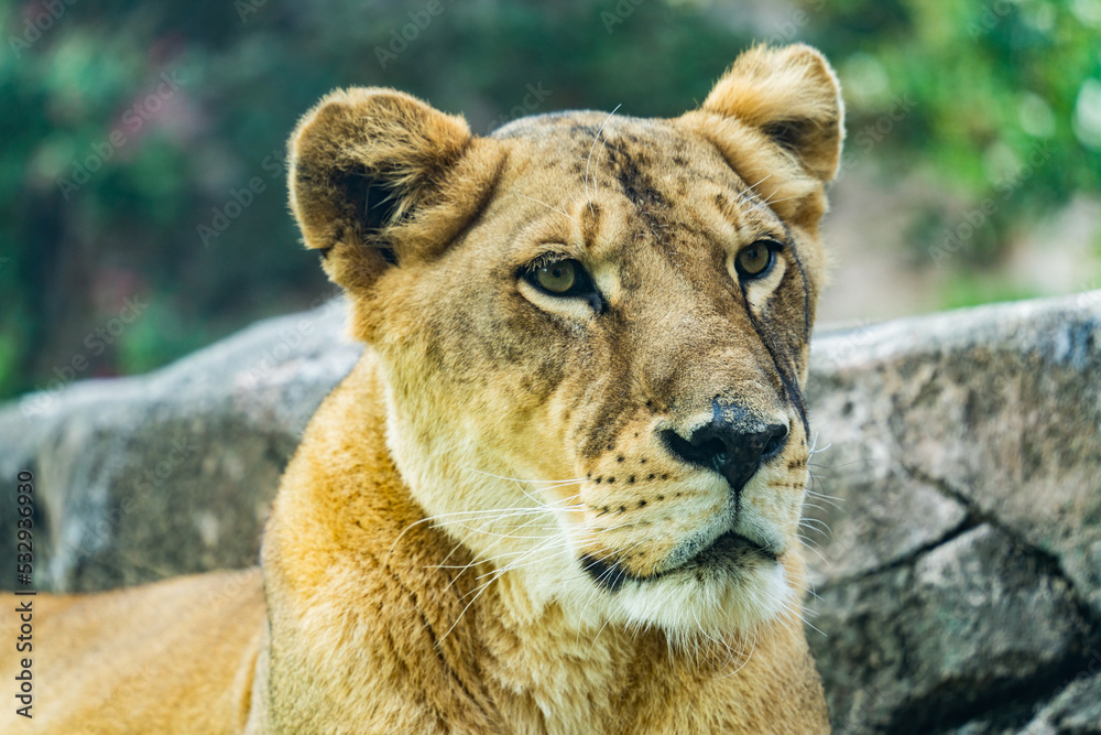 The austerity of queen (of animals) The austerity of queen (of animals)