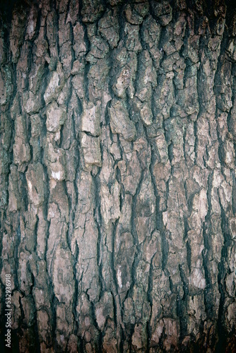 アップで写した木の樹皮の風景2