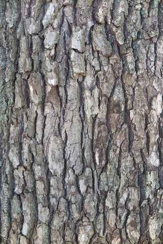 アップで写した木の樹皮の風景1