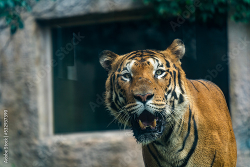 Photography A bengal tiger in zoo