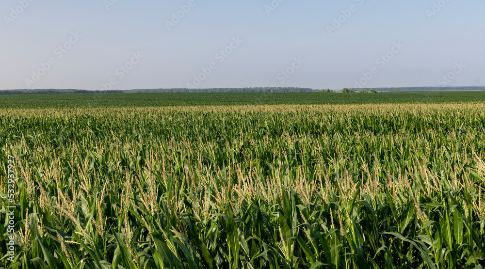 Green corn illuminated by sunlight Green corn illuminated by sunlight