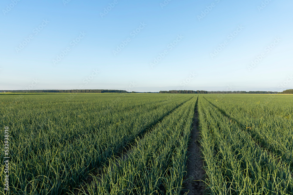 Green ripe onions in the field Green ripe onions in the field