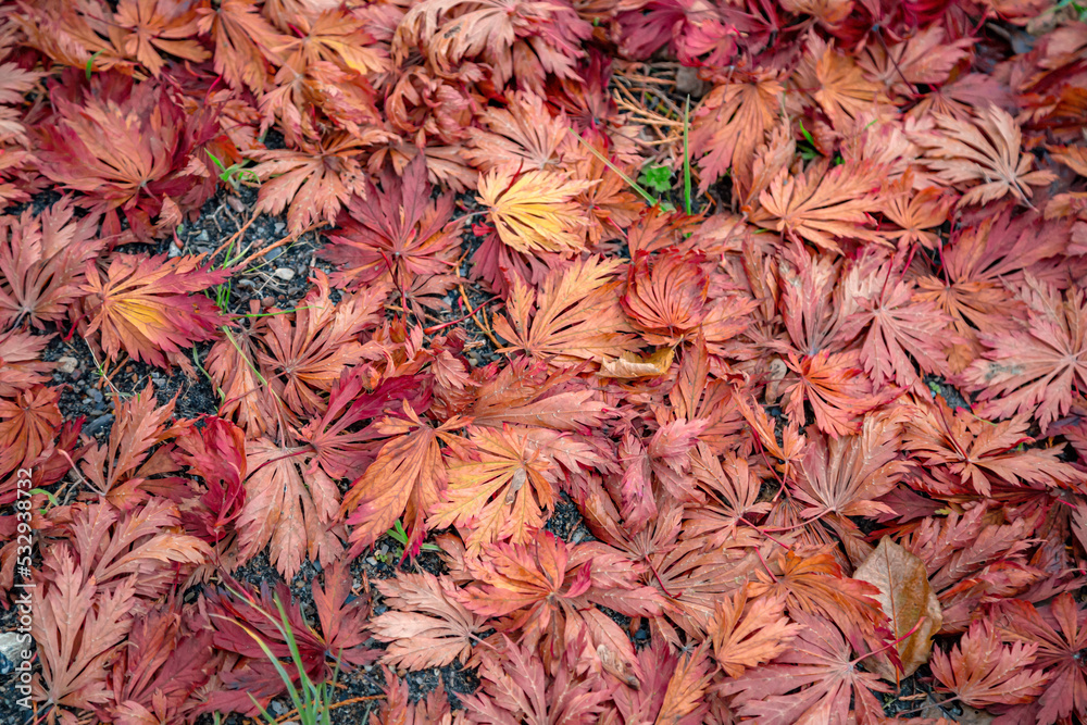 Herbstliche m rotgefärbte Blätter liegen auf dem Waldboden - obrazy, fototapety, plakaty 