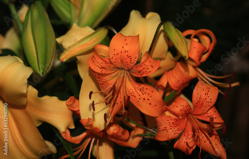 Flowering lily in the home garden in the summer. Natural blurred background.