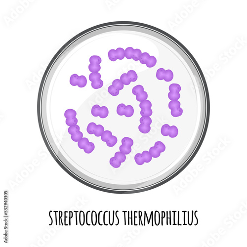 The human microbiome of streptococcus thermophilius in a petri dish. Vector image. Bifidobacteria, lactobacilli. Lactic acid bacteria. Illustration in a flat style.