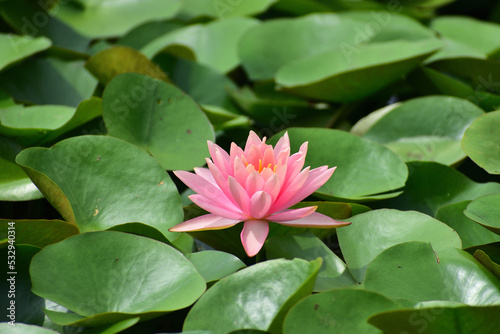 Pink Lotus flower on water