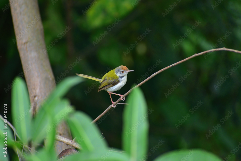 Tailorbird perched on a branch of a tree Tailorbird perched on a branch of a tree