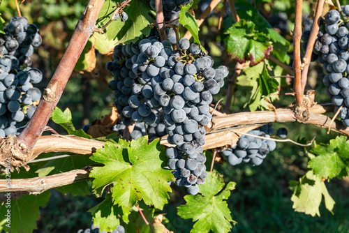 Bunches of black grapes on the rows of vines in Franciacorta