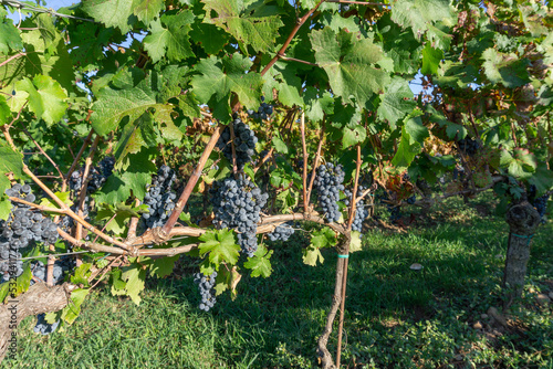 Bunches of black grapes on the rows of vines in Franciacorta