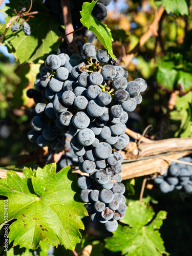 Bunches of black grapes on the rows of vines in Franciacorta