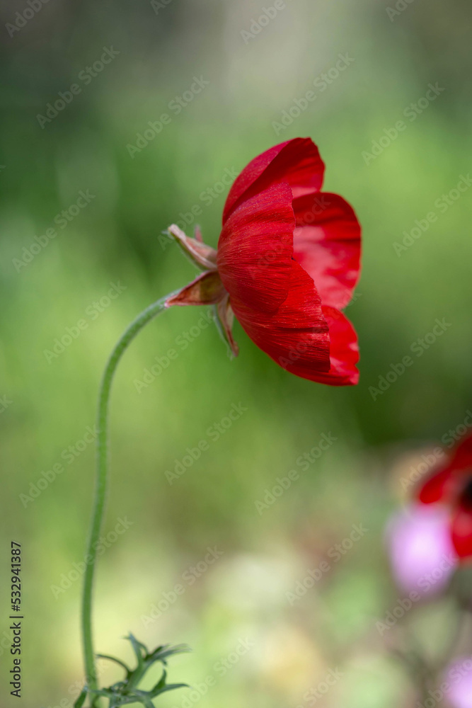 Obraz premium Beautiful red spring wild flower Anemone coronaria blooms in spring in Ben Shemen forest. Selective focus of a flower on a blurred background. Israel