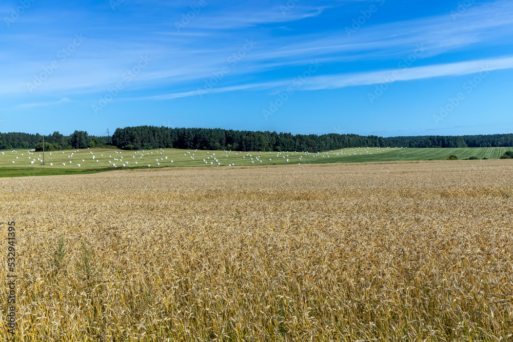A field with green unripe cereal wheat