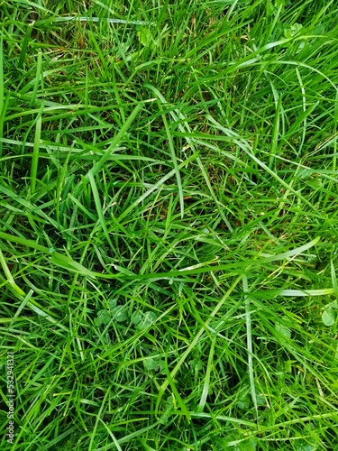 Green juicy grass close up background. Green lawn in the garden. Natural solid texture