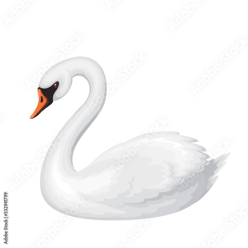 White swan vector illustration. Cartoon isolated cute bird with soft feathers and wings, grace neck and beak swimming in nature, beautiful swan character as symbol of natural beauty and elegance