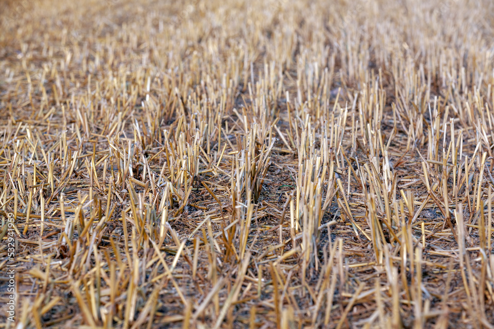 Fototapeta premium Stubble that was left after the wheat harvest