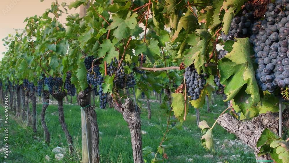 Beautiful bunches of black grapes on the rows of Vineyards in the Chianti Classico area near Mercatale. Harvest period in Tuscany. Italy. Pan camera movement