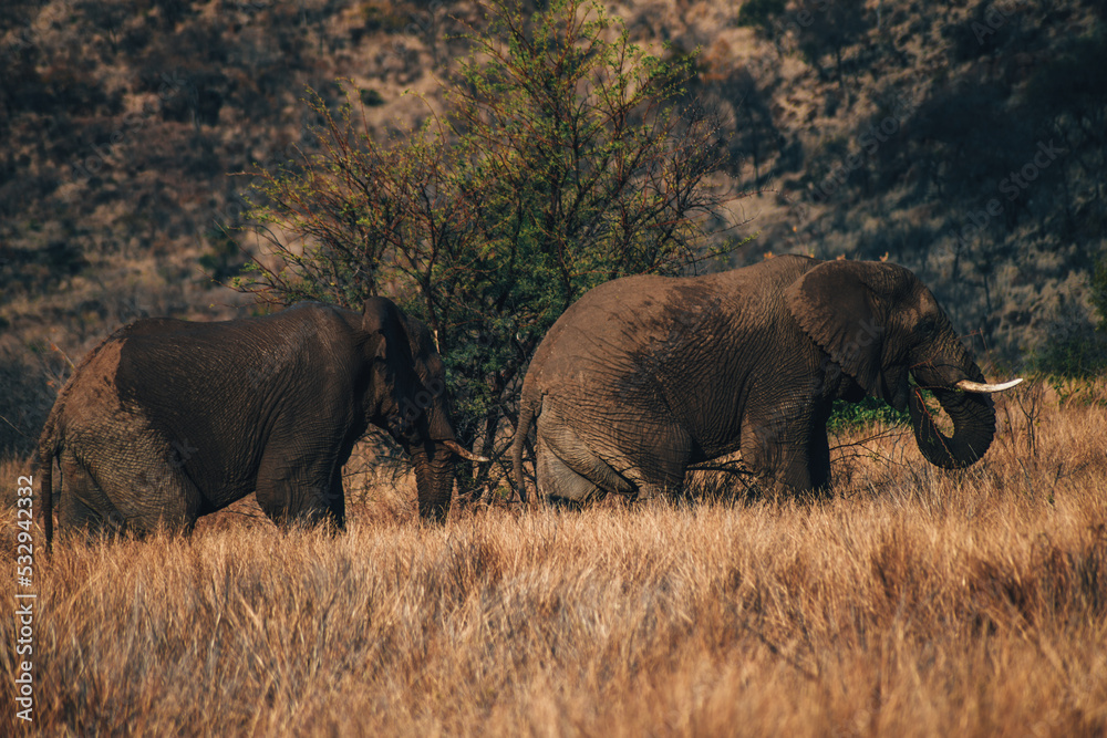 Elephant in Pilanesberg national park. On safari in South Africa. Elephant in Pilanesberg national park. On safari in South Africa.