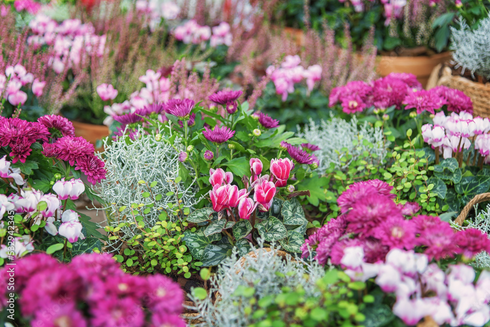 Obraz premium Pink-green autumn flower arrangement with cyclamens and asters to decorate a sweet home
