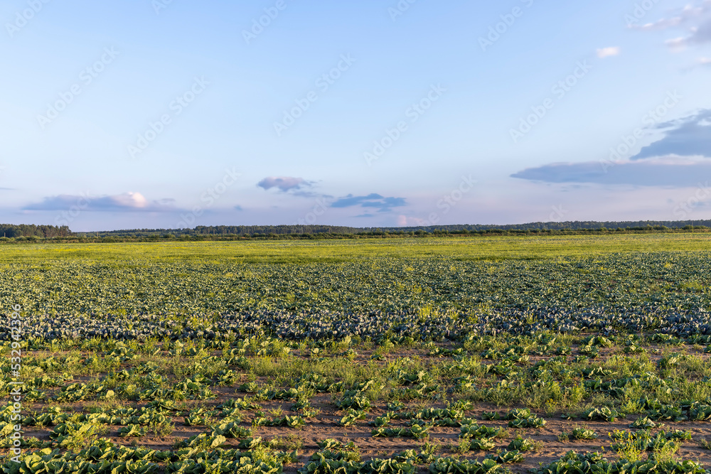 Cabbage field where crops are grown