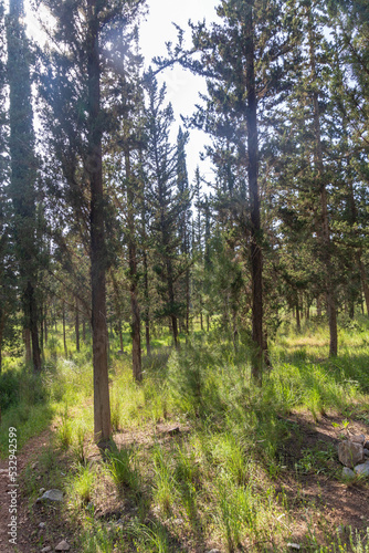 Spring forest of Ben Shemen with pines and cypresses. Natural landscape. Nature of Israel. © Zoya El