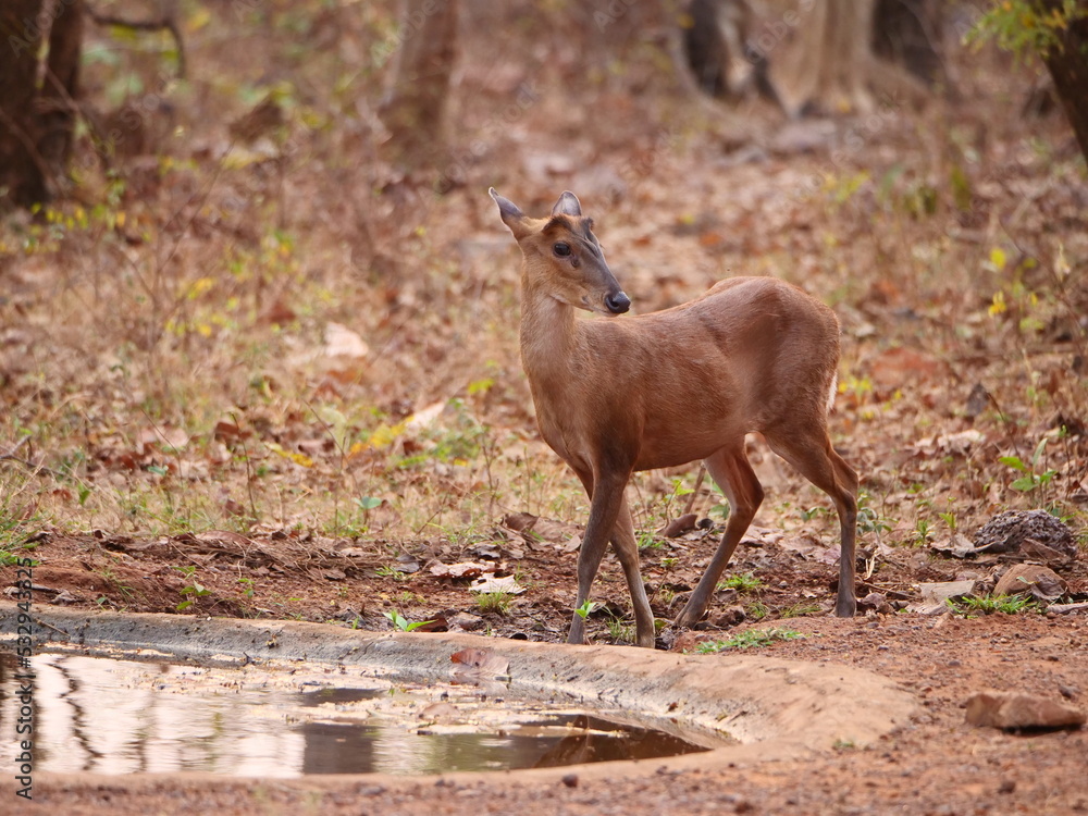 Four-Horned Antelope drinking water in a forest Four-Horned Antelope drinking water in a forest