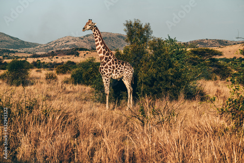 giraffe in Pilanesberg national park. On safari in South Africa. 