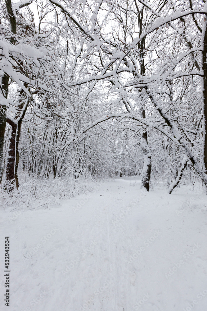 Deciduous trees in the snow in winter