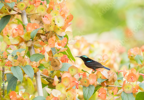 Van Hasselt’s Sunbird
