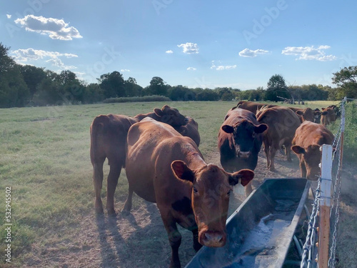 Cattle eating at the trough, dusty dry conditions