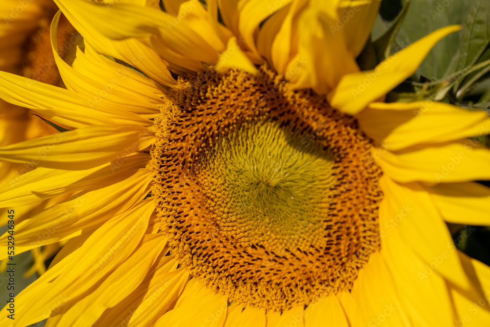 Beautiful blooming flowers sunflowers in the field