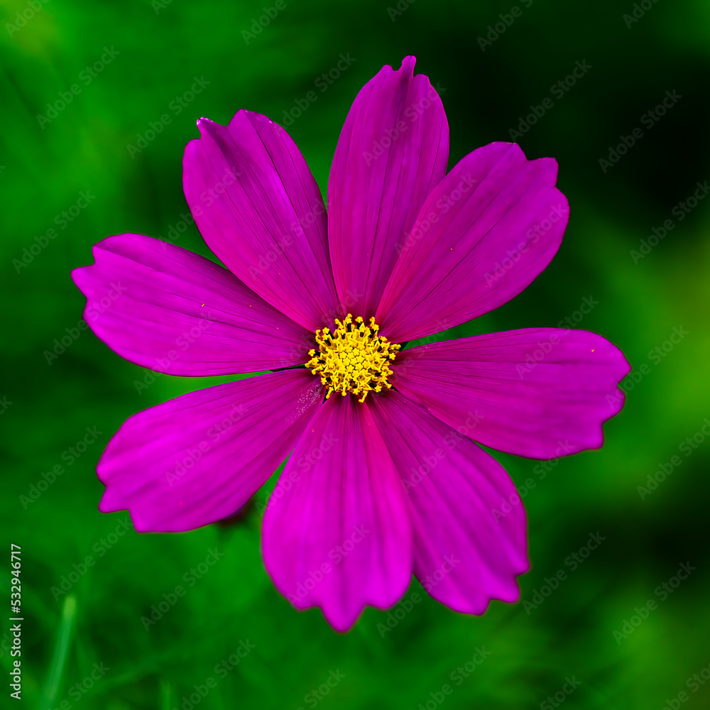 Autumn flowers, the day I stopped by the cosmos field. Autumn flowers, the day I stopped by the cosmos field.