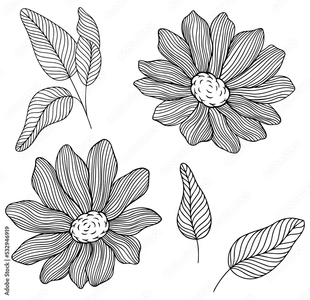 Hand drawn png leaves and flowers isolated on white