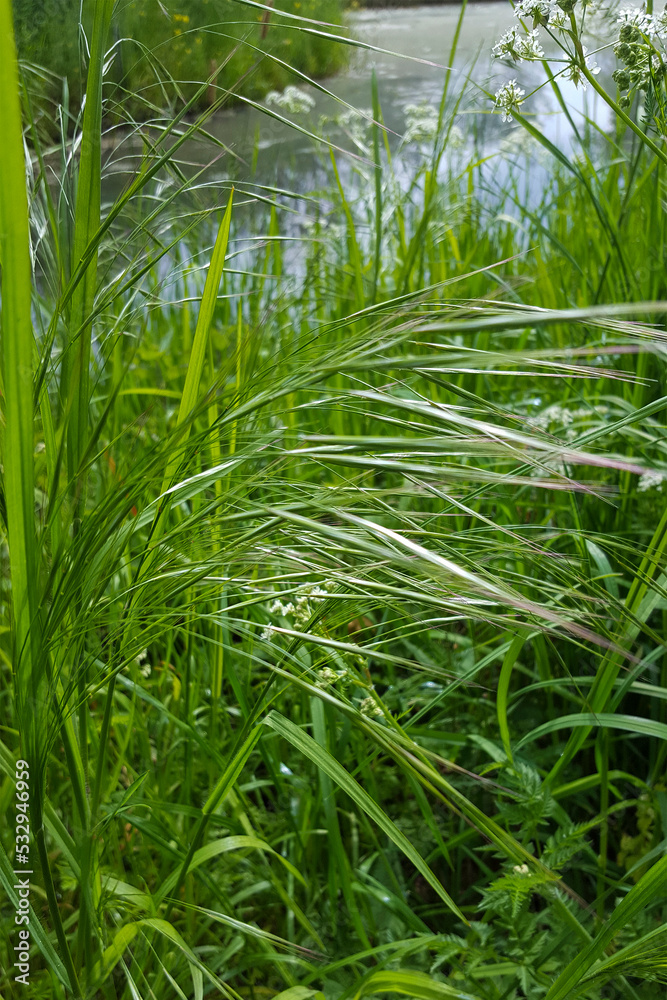 Fototapeta premium Flowering grass Barren brome (Anisanthe sterilis)