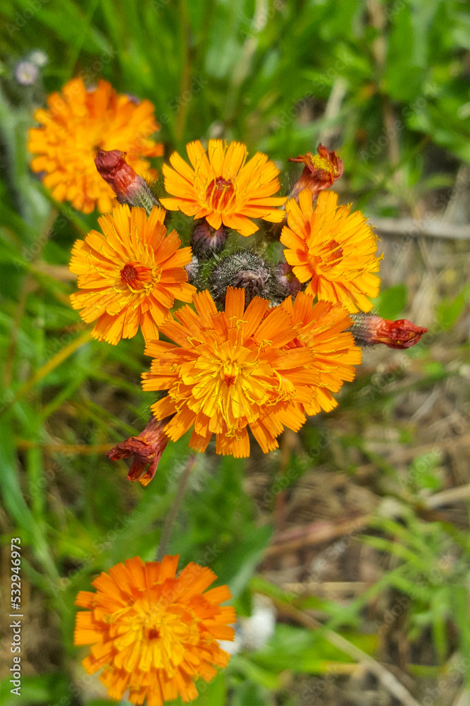 Flowers of Orange hawkweed (Pilosella aurantiaca) Flowers of Orange hawkweed (Pilosella aurantiaca)