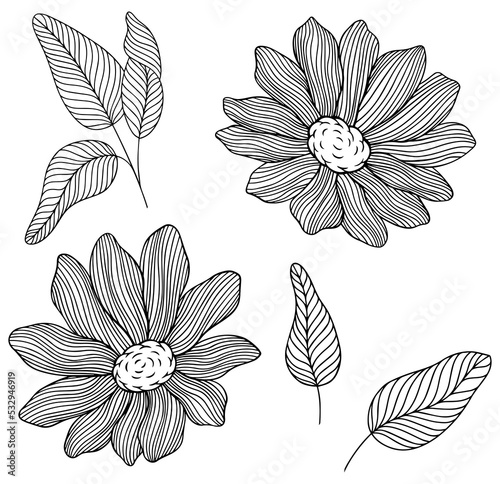 Hand drawn png leaves and flowers isolated on white